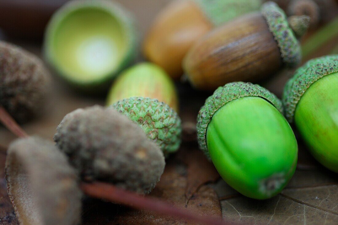 beautiful selection of acorns, fresh green, in caps, empty caps