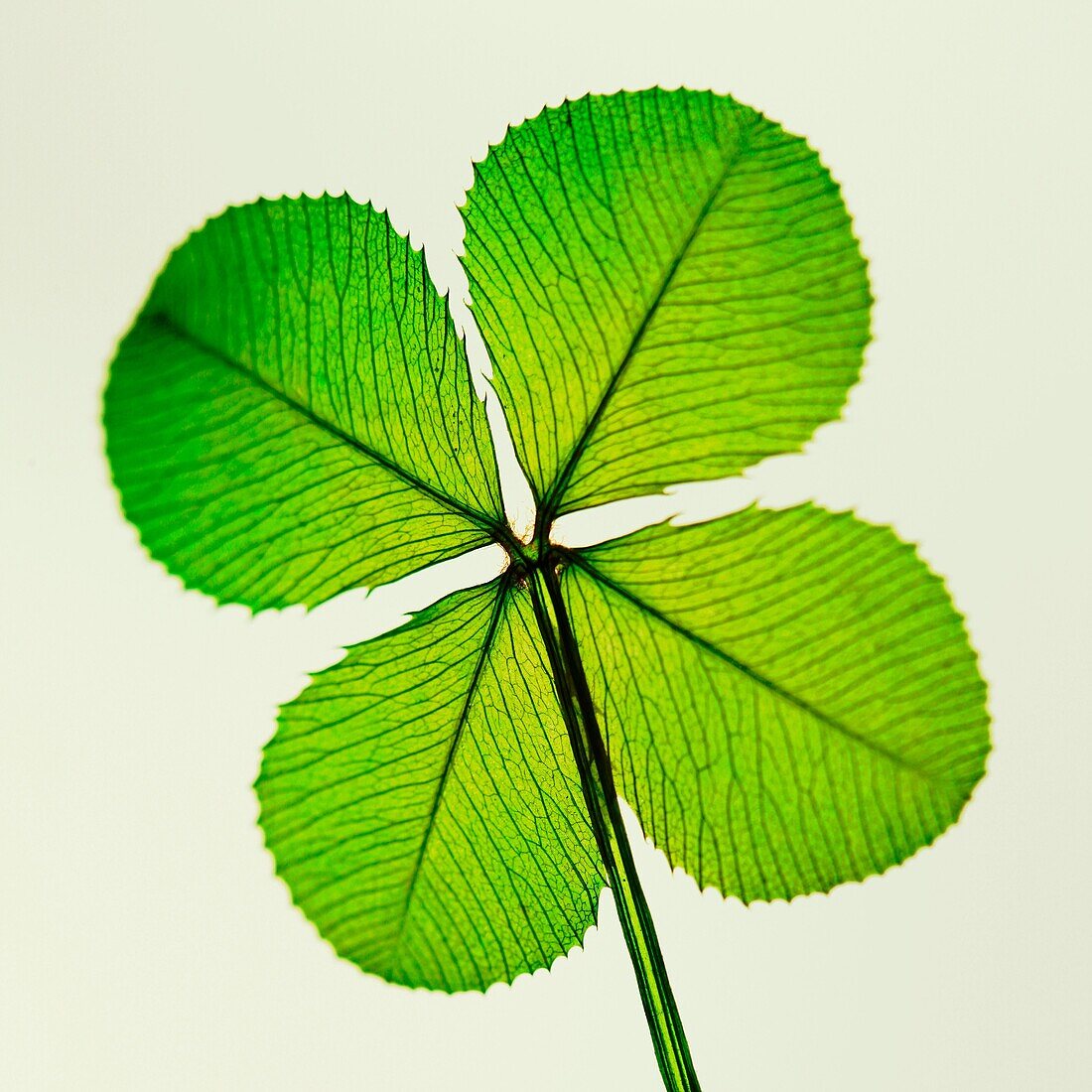 a traditional good luck symbol the four leaf clover