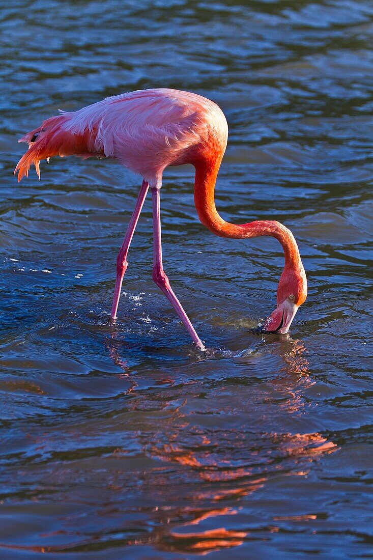 Greater flamingo Phoenicopterus ruber foraging for small shrimp Artemia salina at Las Bachas, Santa Cruz Island, Galapagos Islands, Ecuador