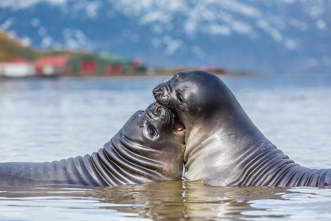 Recently weaned elephant seal pups Mirounga leonina in shallow water at the abandoned Grytviken Whaling Station, South Georgia, South Atlantic Ocean