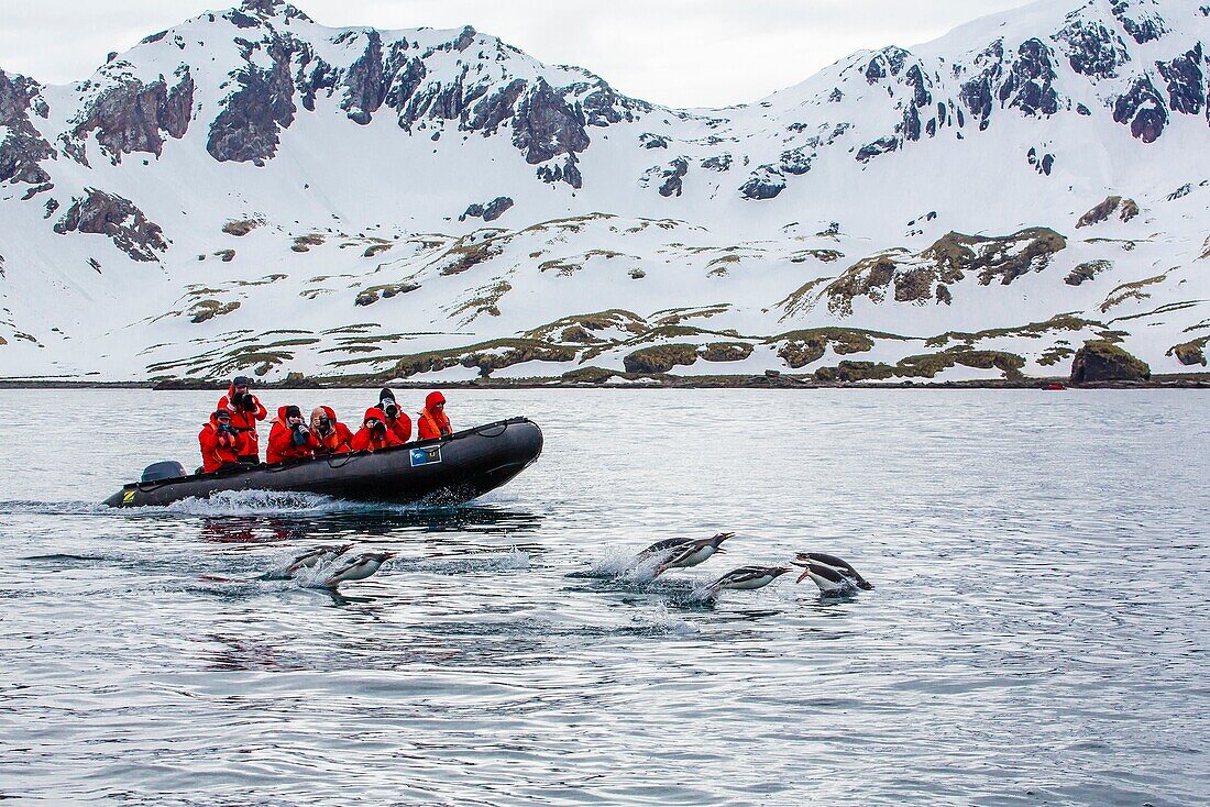 Adult gentoo penguins Pygoscelis papua porpoising near Zodiac in Cooper Bay, South Georgia, South Atlantic Ocean