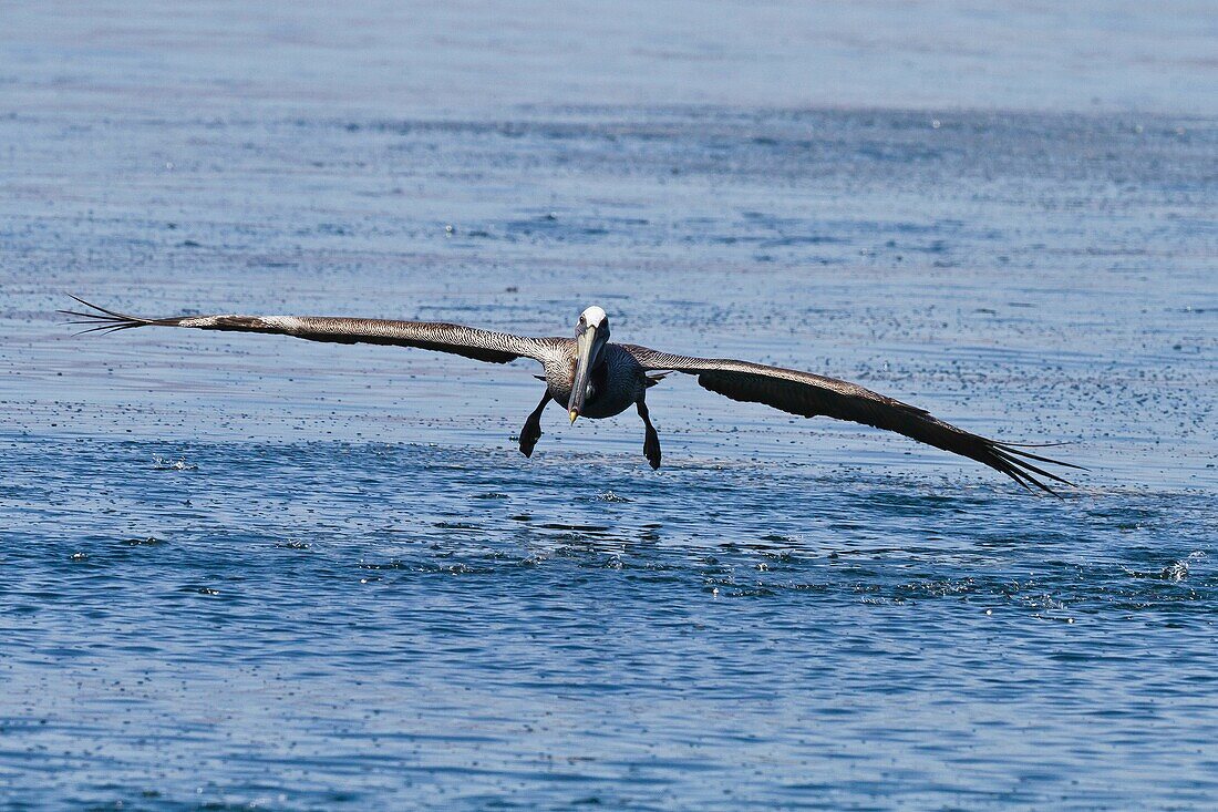 Adult brown pelican Pelecanus occidentalis in flight in the Gulf of California Sea of Cortez, Baja California, Mexico