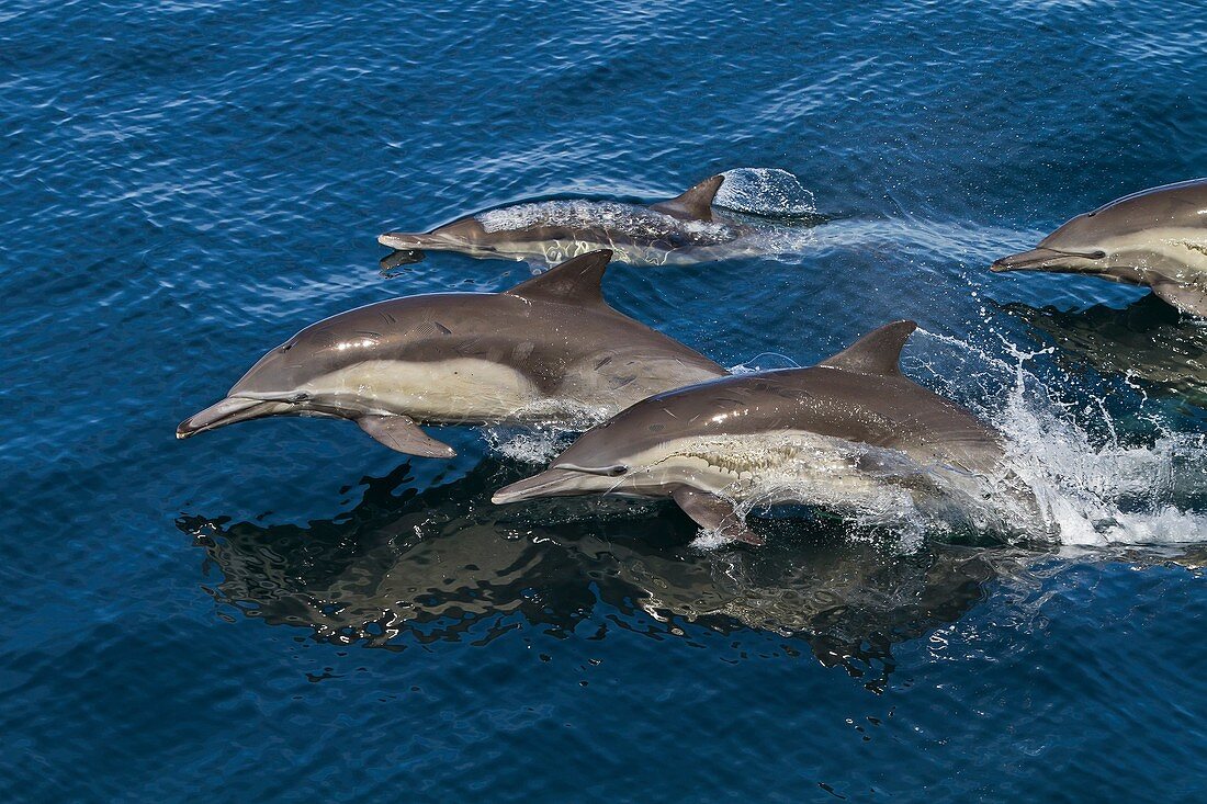Long-beaked common dolphins Delphinus capensis encountered off Isla San Esteban in the Gulf of California Sea of Cortez, Baja California, Mexico