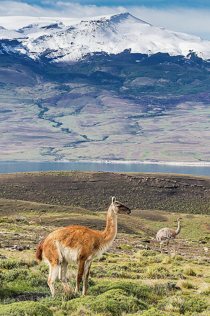 Adult guanaco Lama guanicoe foraging near an adult lesser rhea Pterocnemia pennata in Torres del Paine National Park, Patagonia, Chile