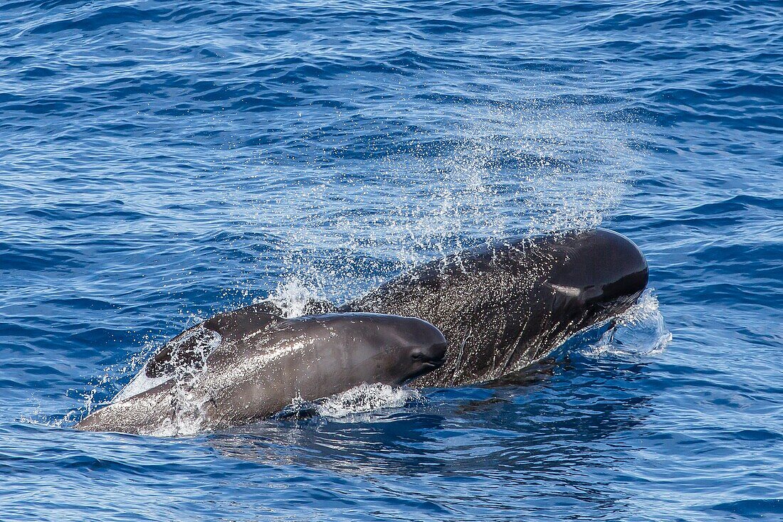 Long-finned pilot whale adult and calf Globicephala melas more than 200nm ESE from the Falkland Islands, South Atlantic Ocean