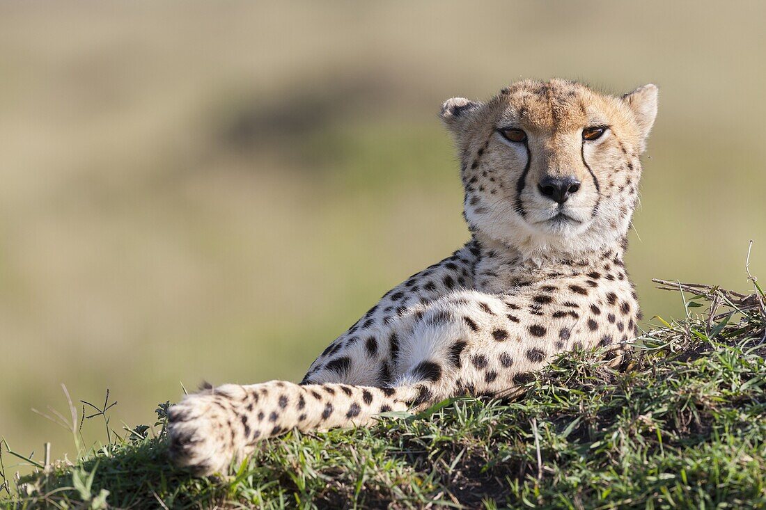 Cheetah Acinonyx jubatus Maasai Mara, Kenya Africa, East Africa, Kenya, December