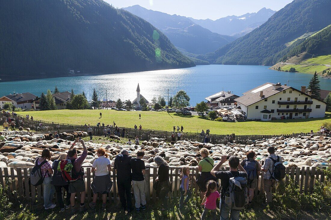 Transhumance - the great sheep trek across the main alpine crest in the Oetztal Alps between South Tyrol, Italy, and North Tyrol, Austria  The sheep arrive in the village of Vernagt vernago where a big folk festival takes place  After arriving in the vall