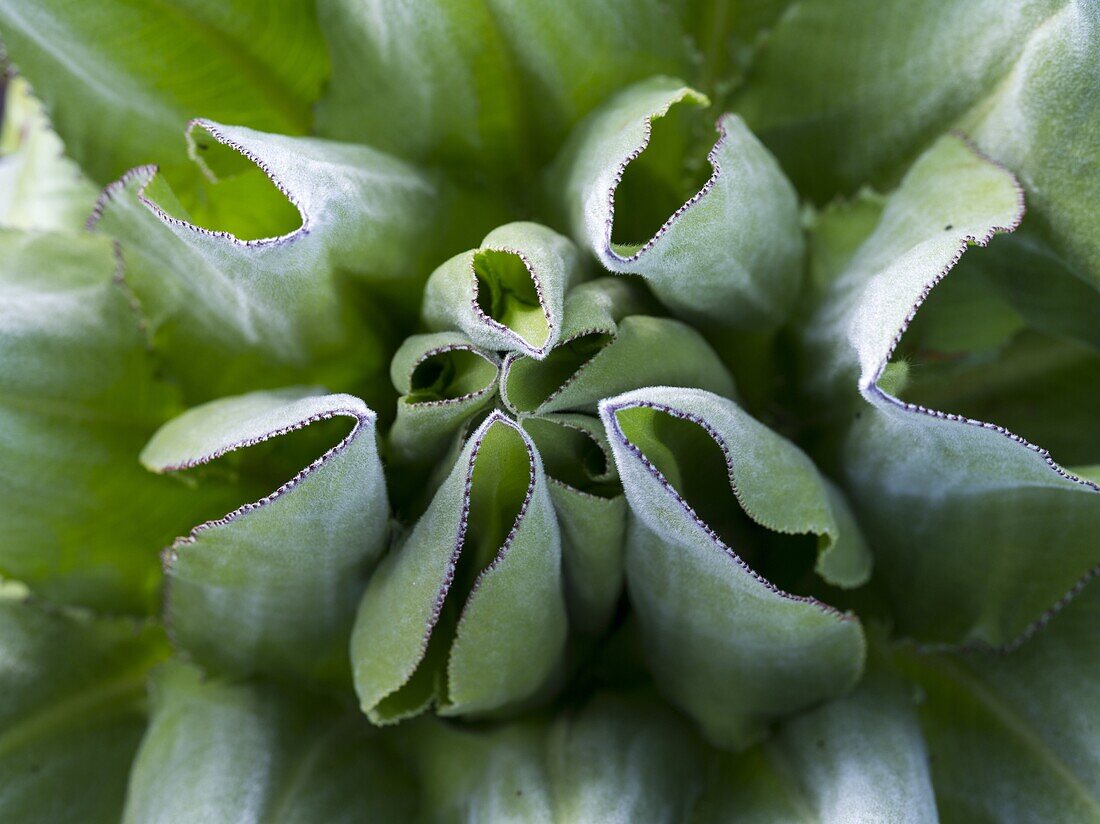 Giant Groundsel or Dendrosenecio senecio keniodendron in the Mount Kenya National Park, Kenya, detail of the rosette of a young plant  Giant Groundsel is endemic to the afromontane high altitude environments of Africas highest mountains  It is well adapte