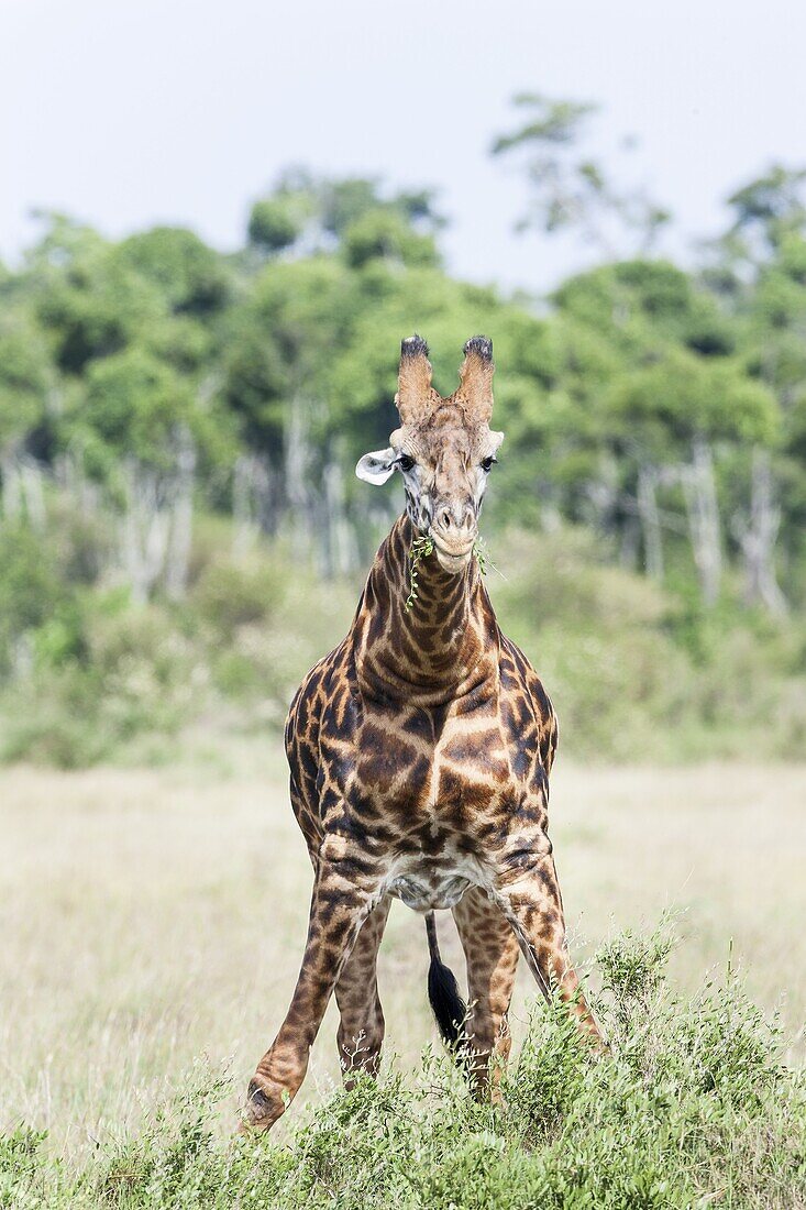 Giraffe giraffa camelopardalis, subspecies Masai Giraffe Giraffa Camelopardalis Tippelskirchi in the Masai Mara Maasai Mara game reserve  Africa, East Africa, Kenya, December