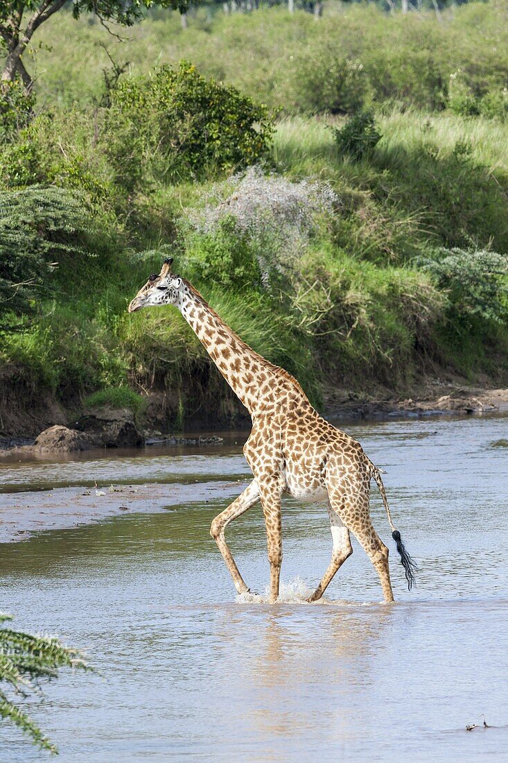 Giraffe giraffa camelopardalis, subspecies Masai Giraffe Giraffa Camelopardalis Tippelskirchi in the Masai Mara Maasai Mara game reserve crossing the Mara River  Africa, East Africa, Kenya, December