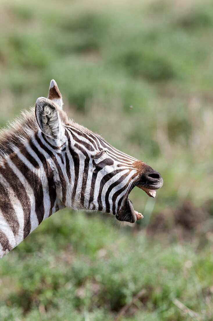 Plains zebra (Equus quagga) also called common zebra or Burchell's zebra, subspecies E. q. boehmi (Grant's zebra) in Kenya, Maasai Mara. Africa, East Africa, Kenya, December