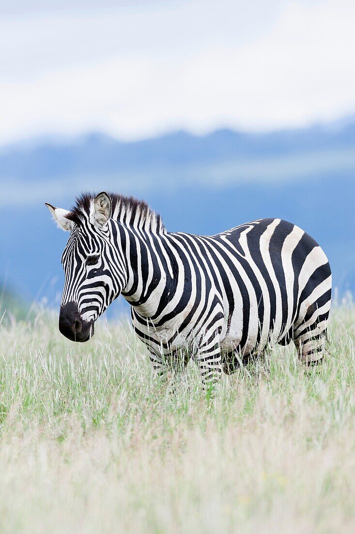 Plains zebra (Equus quagga) also called common zebra or Burchell's zebra, subspecies E. q. boehmi (Grant's zebra) in Kenya, Lewa Game Reserve. Africa, East Africa, Kenya, November