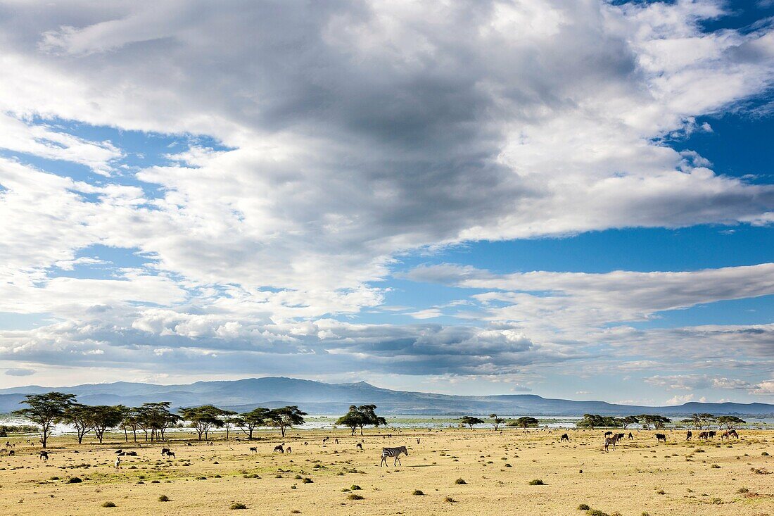 Lake Naivasha and the Game Reserve Crescent Island. Africa, East Africa, Kenya, Naivasha, December