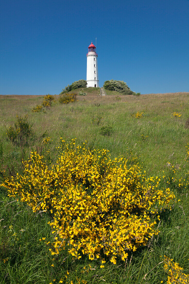 Ginster vor dem Leuchtturm auf dem Dornbusch, Insel Hiddensee, Nationalpark Vorpommersche Boddenlandschaft, Ostsee, Mecklenburg-Vorpommern, Deutschland