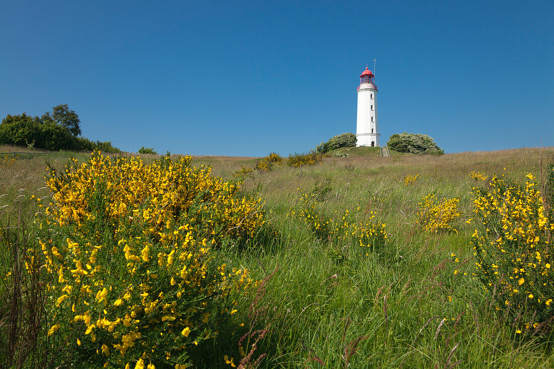 Gorse in front of the lighthouse at Dornbusch, Hiddensee island, National Park Vorpommersche Boddenlandschaft, Baltic Sea, Mecklenburg Western-Pomerania, Germany