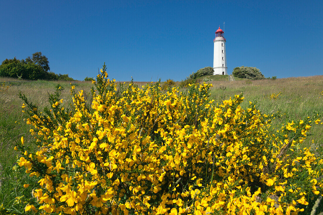 Ginster vor dem Leuchtturm auf dem Dornbusch, Insel Hiddensee, Nationalpark Vorpommersche Boddenlandschaft, Ostsee, Mecklenburg-Vorpommern, Deutschland