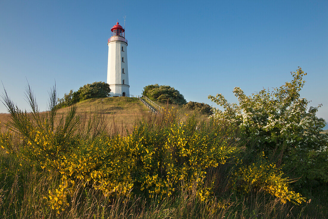 Ginster vor dem Leuchtturm auf dem Dornbusch, Insel Hiddensee, Nationalpark Vorpommersche Boddenlandschaft, Ostsee, Mecklenburg-Vorpommern, Deutschland