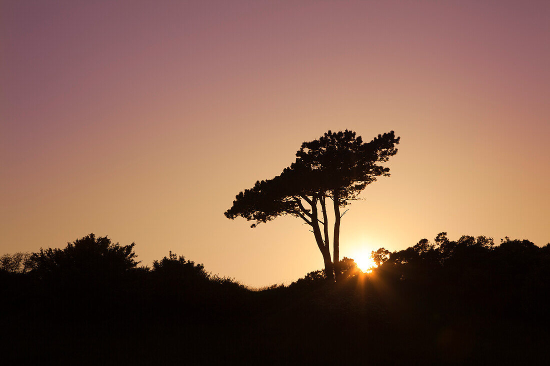 Pine tree at Dornbusch, Hiddensee island, National Park Vorpommersche Boddenlandschaft, Baltic Sea, Mecklenburg Western-Pomerania, Germany