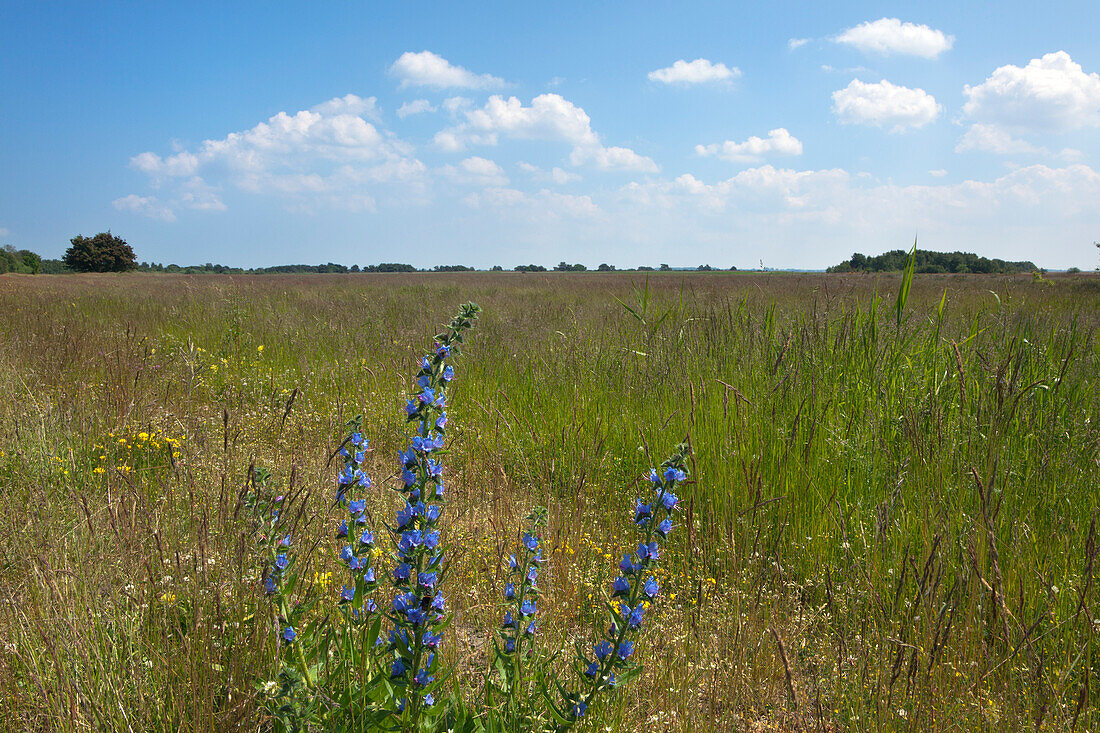 Blueweed (Echium vulgare) on a meadow, Hiddensee island, National Park Vorpommersche Boddenlandschaft, Baltic Sea, Mecklenburg Western-Pomerania, Germany