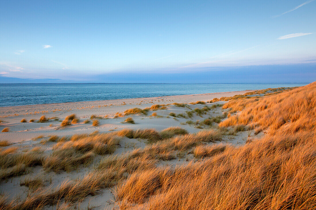 Dünen am Strand, Halbinsel Ellenbogen, Insel Sylt, Nordsee, Nordfriesland, Schleswig-Holstein, Deutschland