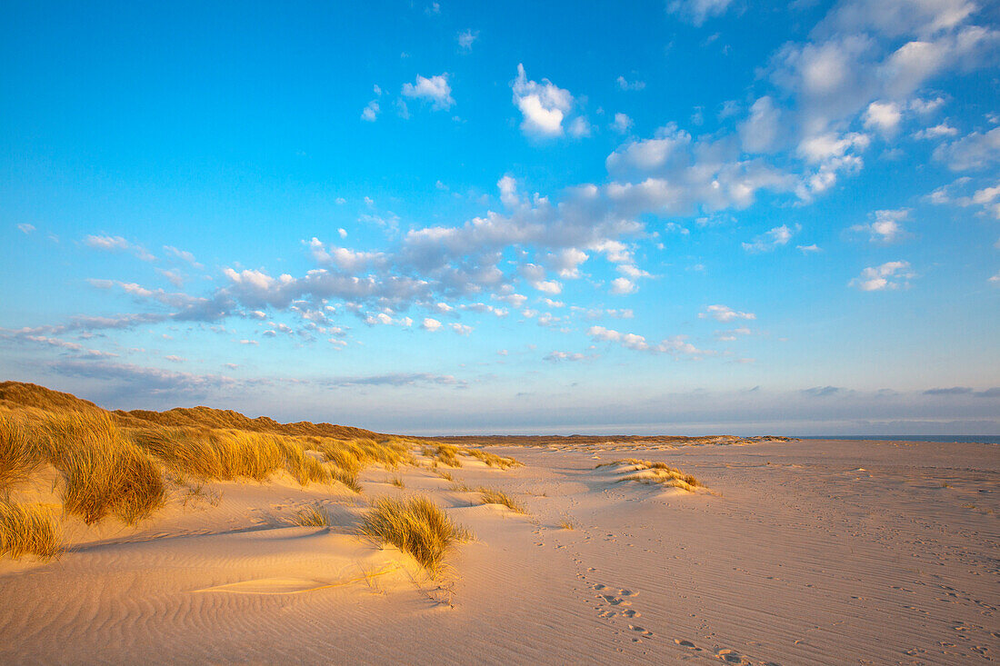 Dünen am Strand, Halbinsel Ellenbogen, Insel Sylt, Nordsee, Nordfriesland, Schleswig-Holstein, Deutschland