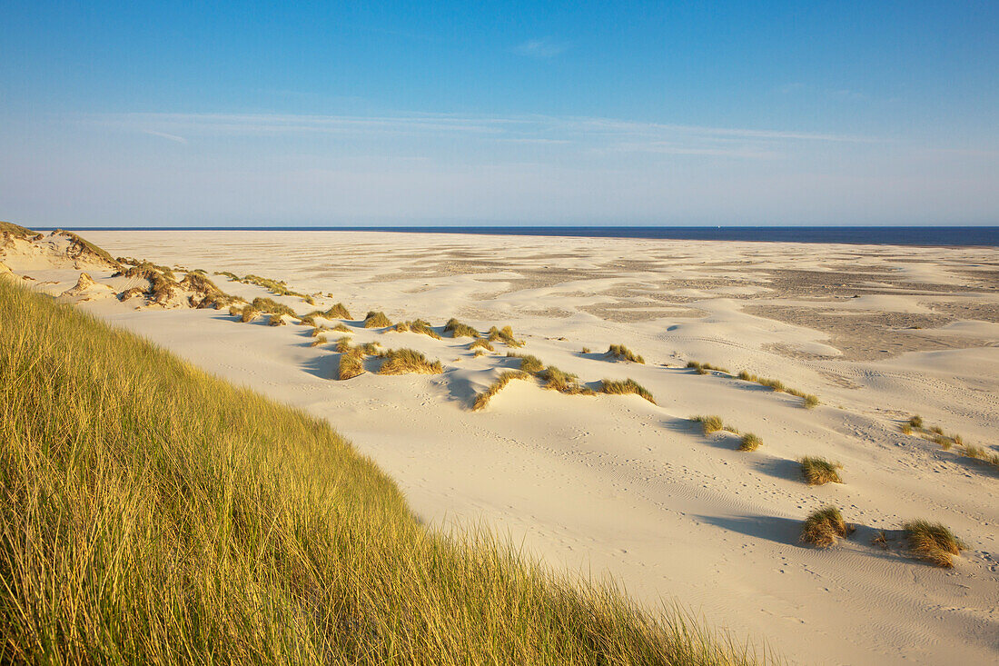 Dunes at Kniepsand beach, Amrum island, North Sea, North Friesland, Schleswig-Holstein, Germany