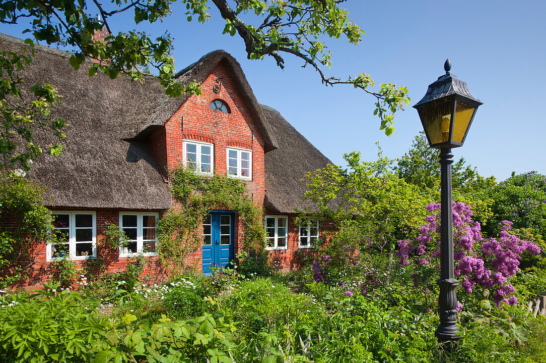 Blühender Flieder vor reetgedecktem Friesenhaus, Nebel, Insel Amrum, Nordsee, Nordfriesland, Schleswig-Holstein, Deutschland