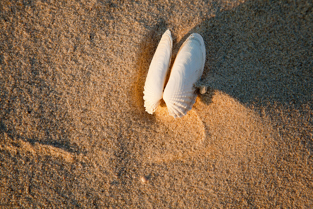 Muscheln im Kniepsand, Insel Amrum, Nordsee, Nordfriesland, Schleswig-Holstein, Deutschland