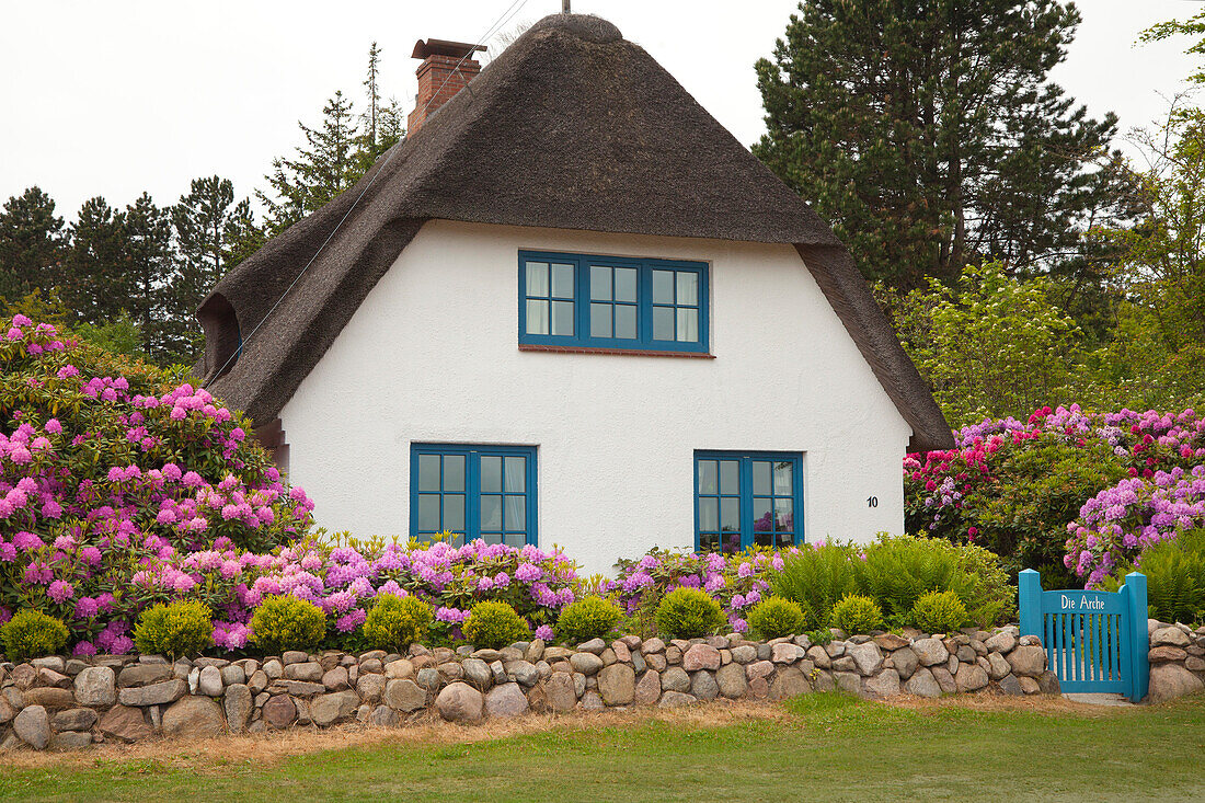 Rhododendron vor reetgedecktem Friesenhaus, Nebel, Insel Amrum, Nordsee, Nordfriesland, Schleswig-Holstein, Deutschland