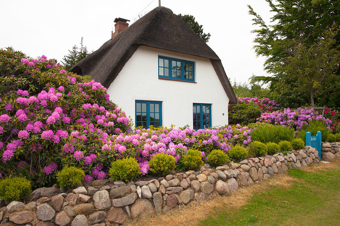 Rhododendron in front of a frisian house with thatched roof, Nebel, Amrum island, North Sea, North Friesland, Schleswig-Holstein, Germany