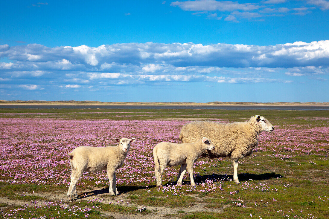 Sheep at a field of sea pinks, Ellenbogen peninsula, Sylt island, North Sea, North Friesland, Schleswig-Holstein, Germany