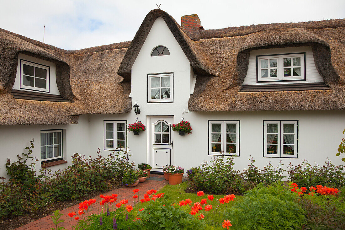 Poppies in front of a frisian house with thatched roof, Nebel, Amrum island, North Sea, North Friesland, Schleswig-Holstein, Germany