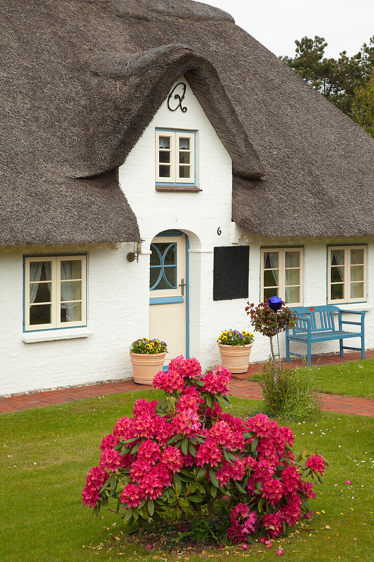 Rhododendron vor reetgedecktem Friesenhaus, Nebel, Insel Amrum, Nordsee, Nordfriesland, Schleswig-Holstein, Deutschland