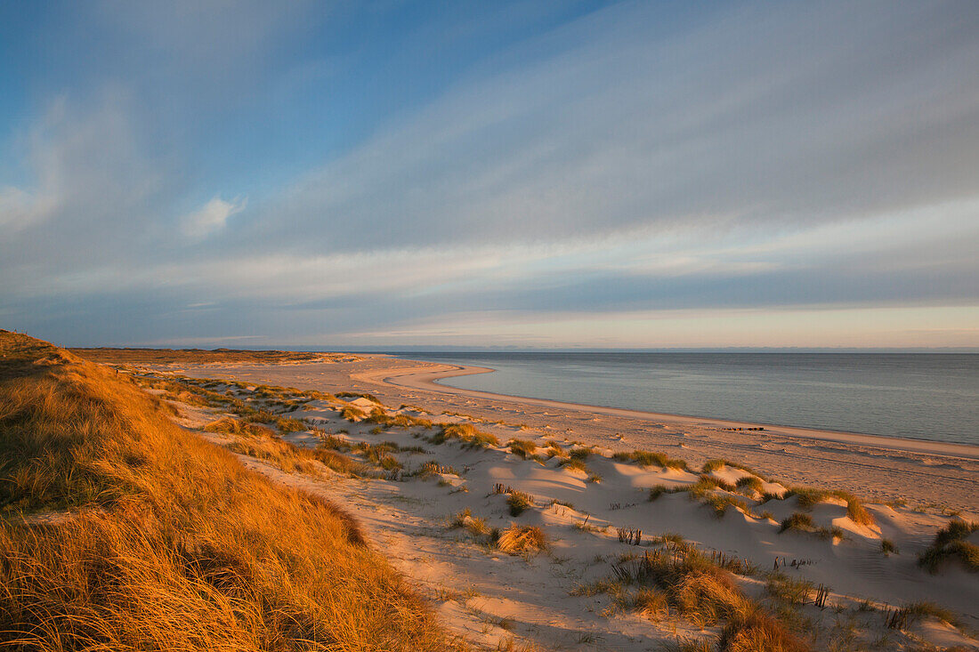Dunes on the beach in the morning, Ellenbogen peninsula, Sylt island, North Sea, North Friesland, Schleswig-Holstein, Germany