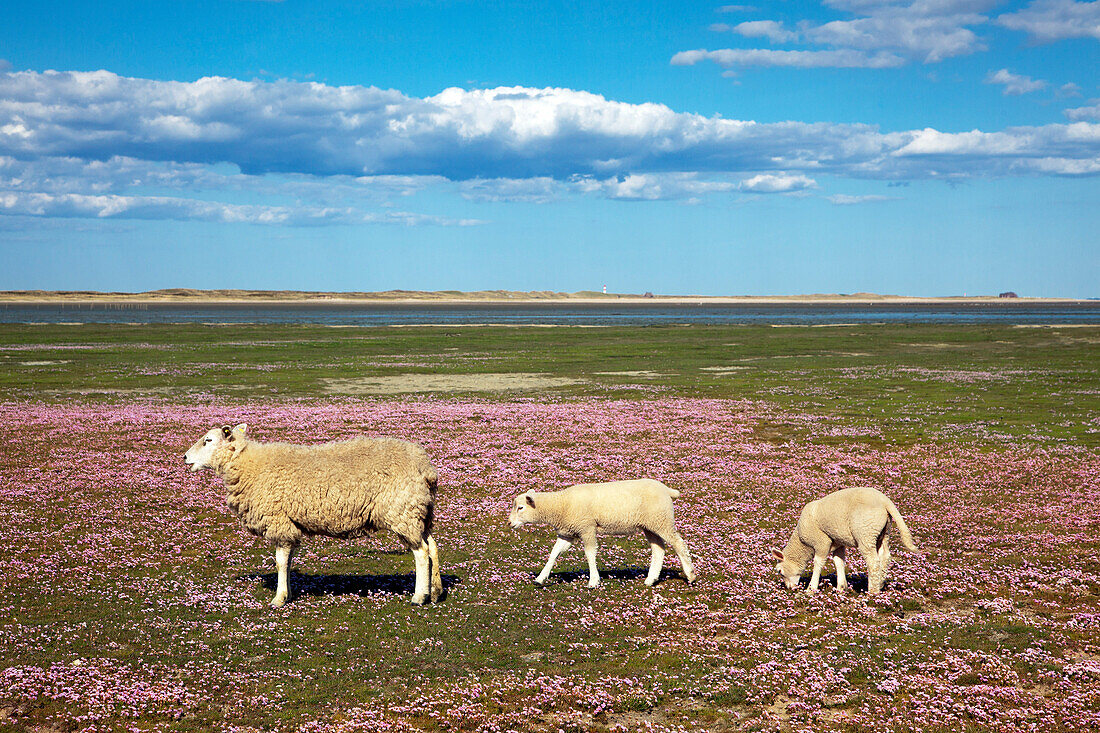 Sheep in a field of sea pinks, Ellenbogen peninsula, Sylt island, North Sea, North Friesland, Schleswig-Holstein, Germany