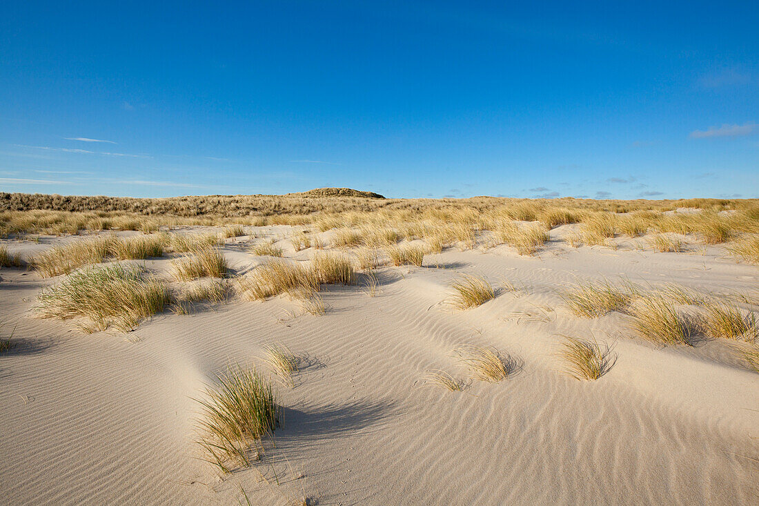 Dunes on the beach, Ellenbogen peninsula, Sylt island, North Sea, North Friesland, Schleswig-Holstein, Germany