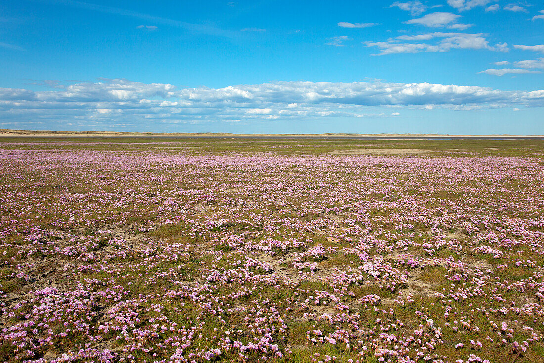 Field of sea pinks, Ellenbogen peninsula, Sylt island, North Sea, North Friesland, Schleswig-Holstein, Germany
