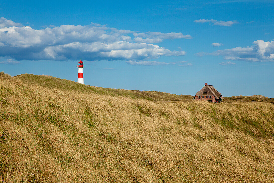 List Ost lighthouse and frisian house with thatched roof, Ellenbogen peninsula, Sylt island, North Sea, North Friesland, Schleswig-Holstein, Germany