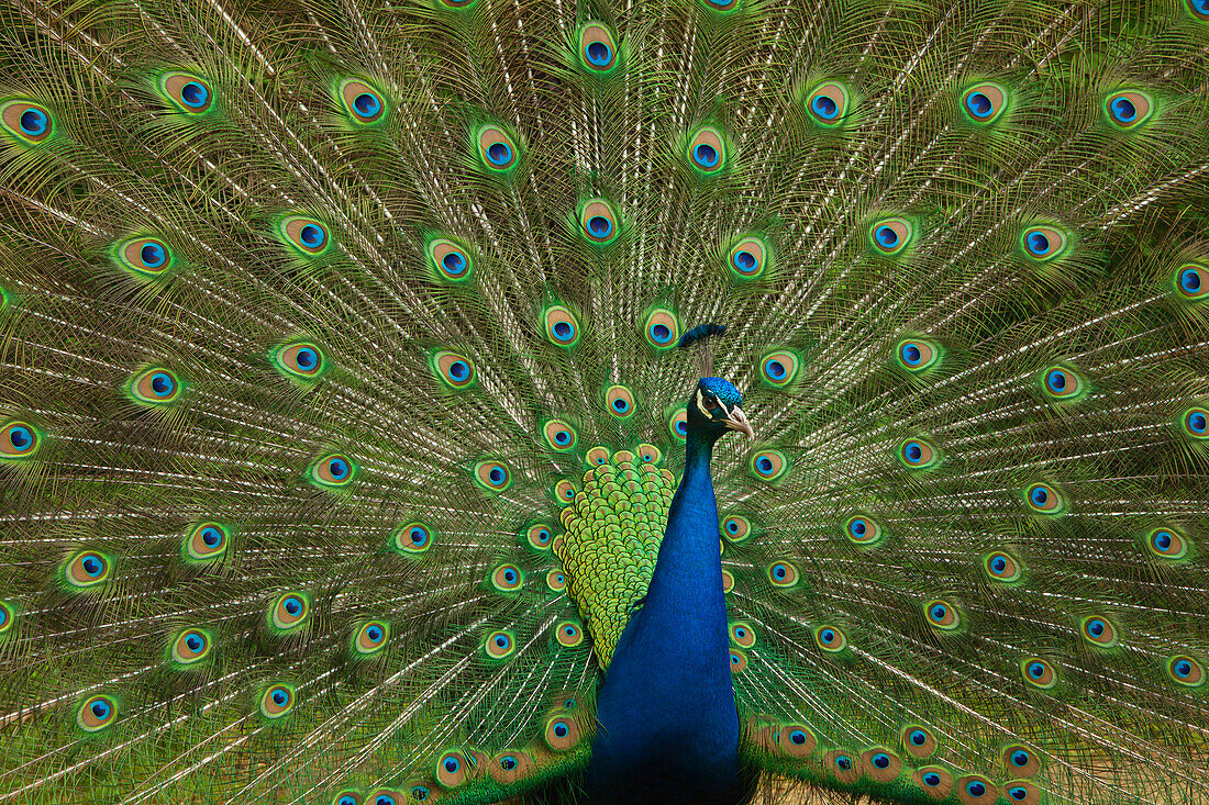 Pfau, Pfaueninsel, Berlin, Deutschland