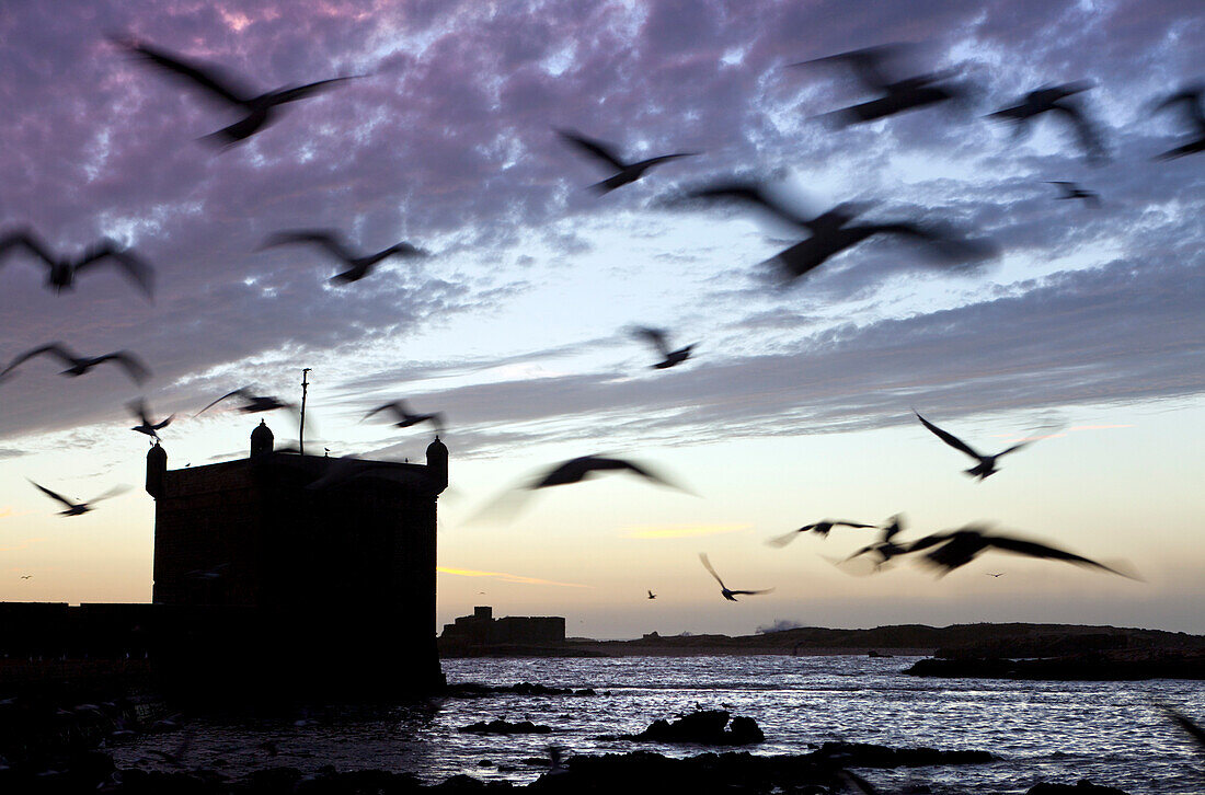 Sonnenuntergang am Hafen von Essaouira, Möwen fliegen über der portugiesischen Zitadelle, Essaouira, Marokko