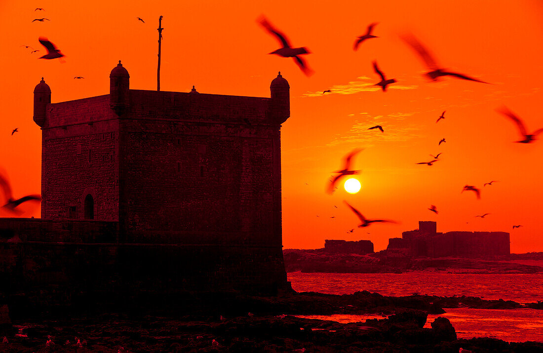 Möwen fliegen über den Hafen in der Nähe von der portugiesischen Zitadelle, Essaouira, Marokko