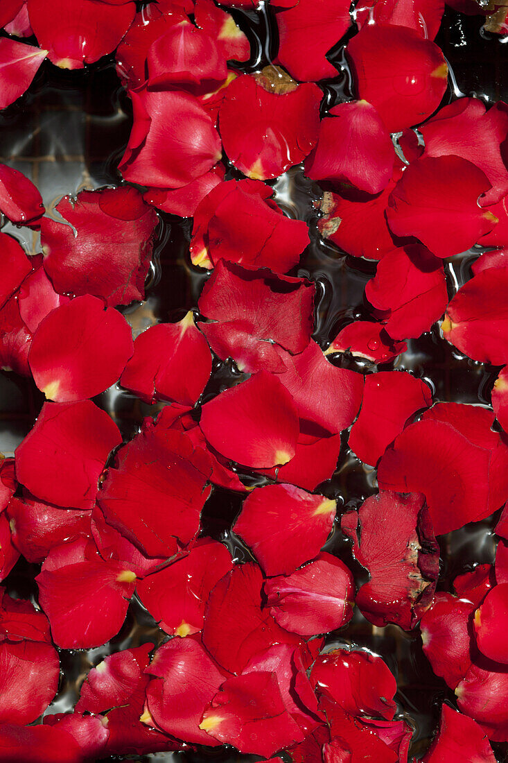Red rose petals, Riad Anayela, Marrakech, Morocco