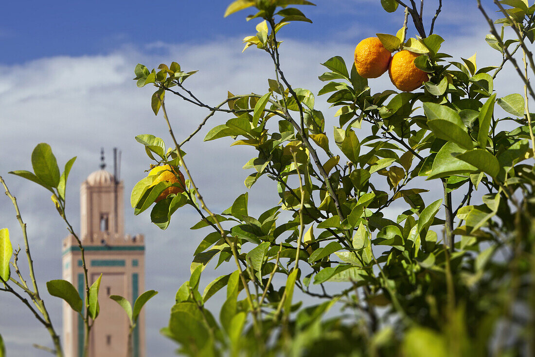 Orangenbaum auf der Dachterrasse, Riad Farnatchi, Marrakesch, Marokko