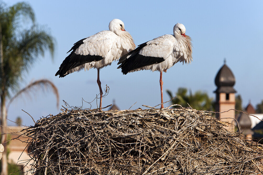 Storche in Nest, La Sultana, Marrakesch, Marokko