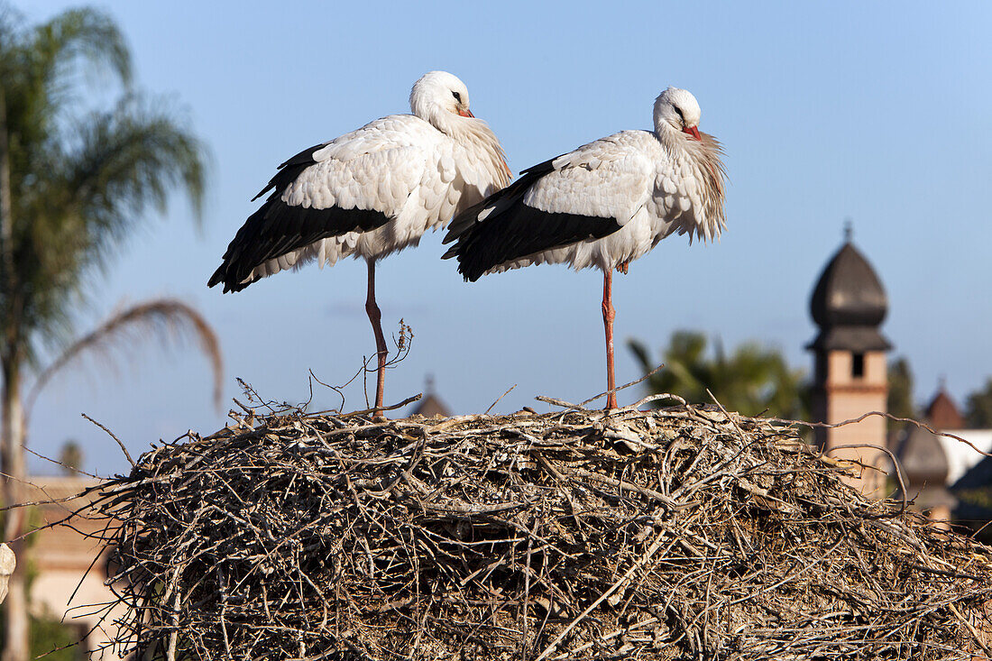 Storks perched in nest, La Sultana, Marrakech, Morocco