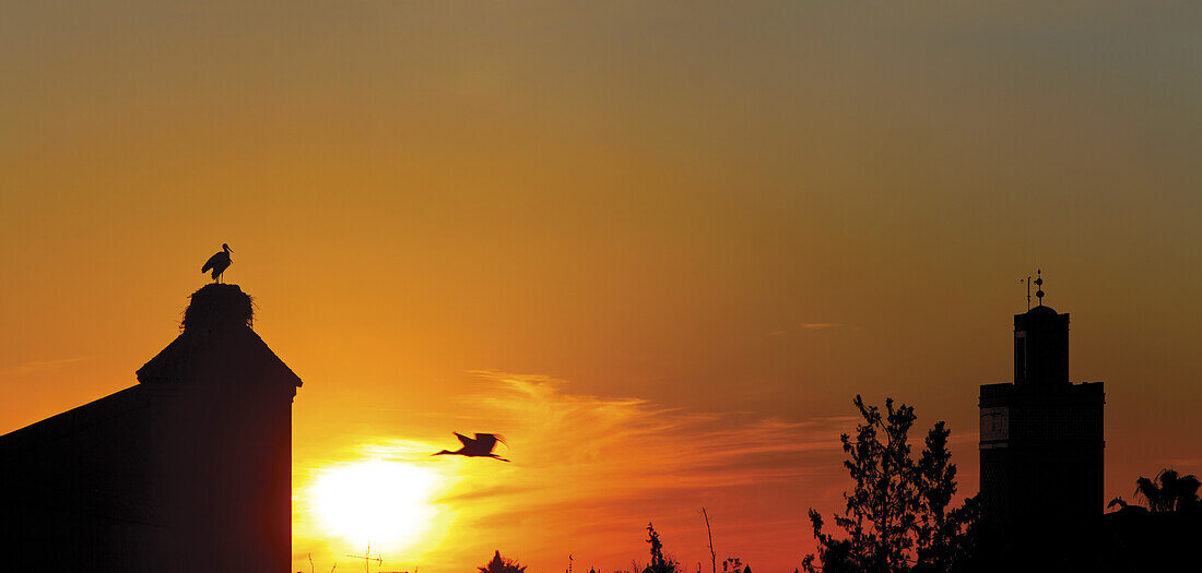 Storks on the ramparts of the Royal Palace by sunset, Marrakech, Morocco