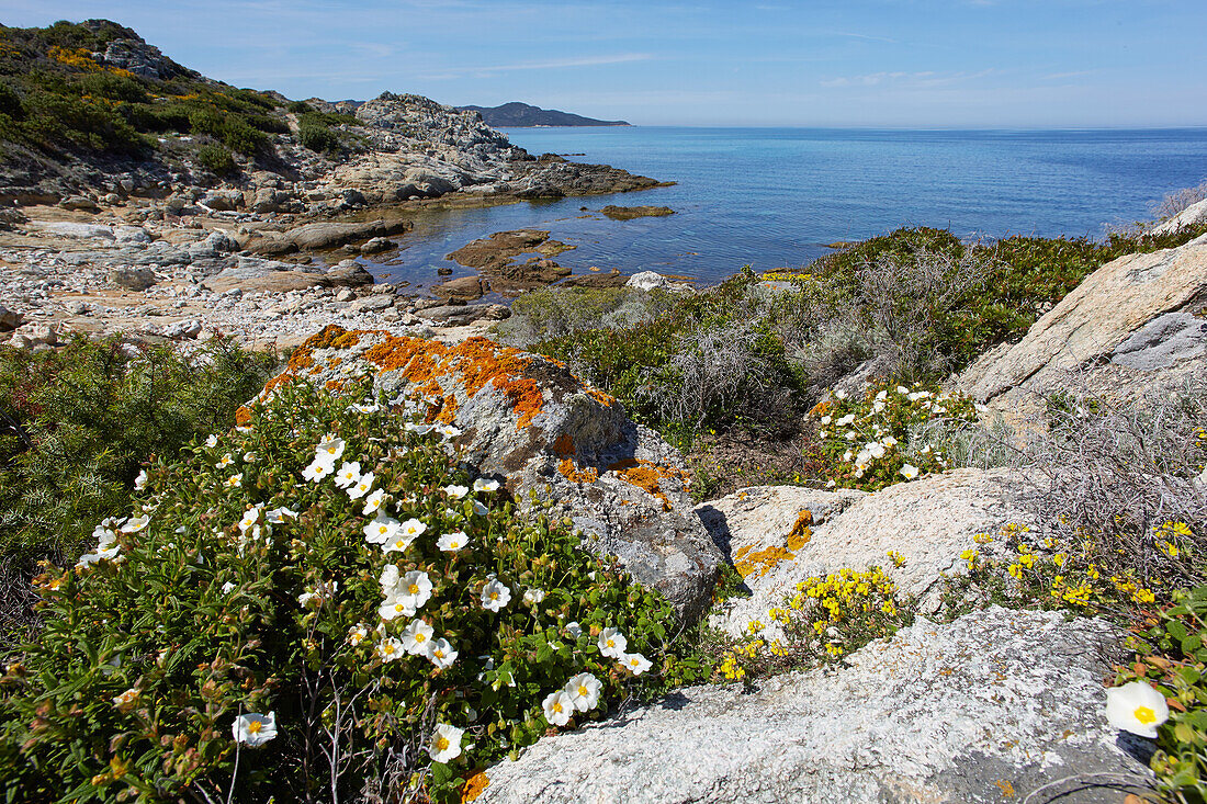 Blumen an der Mittelmeerküste, Desert des Agriates, Insel Korsika, Frankreich