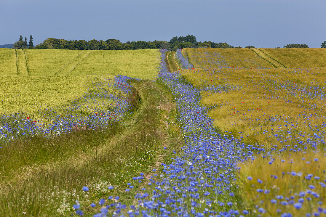 Cornflowers along a path and next to a field near Lassan, Mecklenburg Western Pommerania, Germany