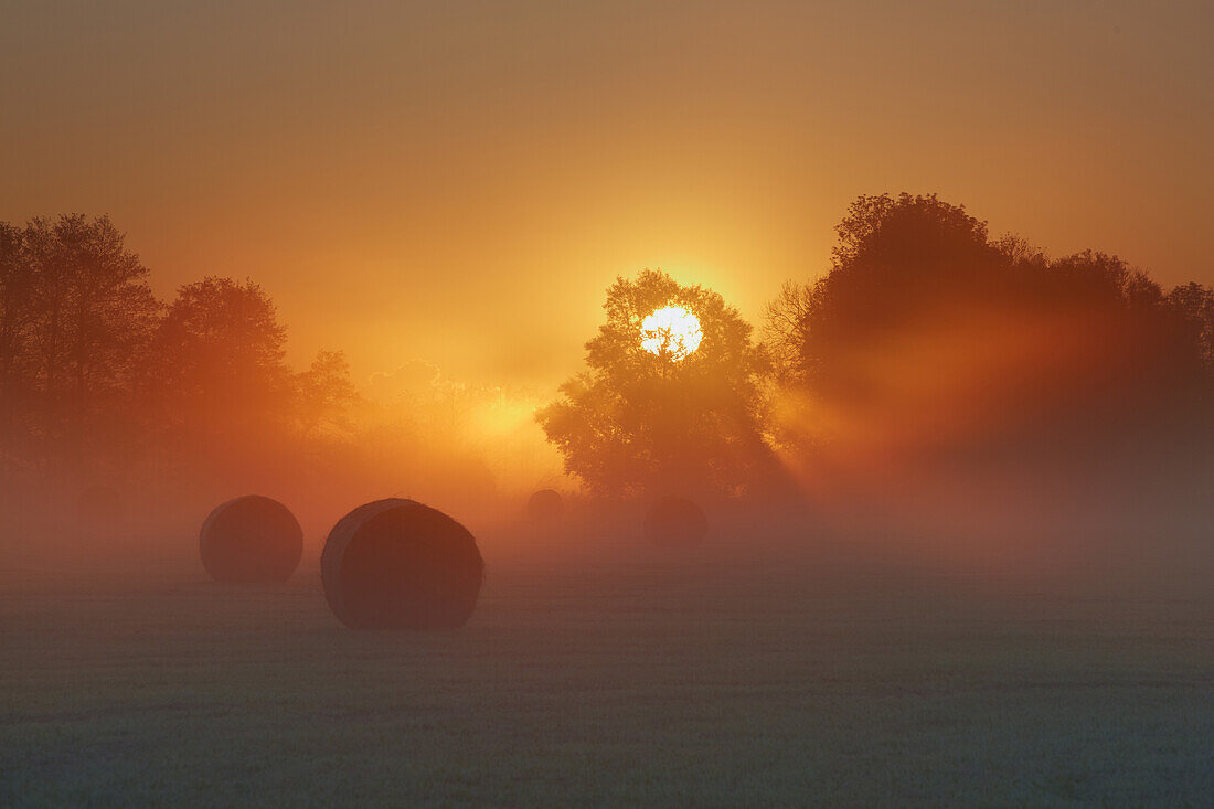 Mist at sunrise, field near Ribnitz Damgarten, Mecklenburg Western Pommerania, Germany