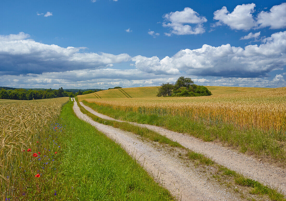 Feldweg durch ein Getreidefeld bei Krakow, Mecklenburg-Vorpommern, Deutschland